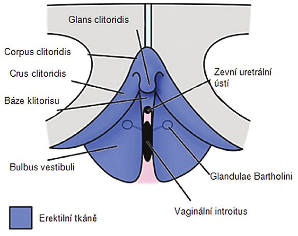 Erektilní tkáně klitoridálního komplexu (zdroj: O’Connell, HE., Eizenberg, N., Rahman, M., et al. The anatomy of the distal vagina: towards unity. J Sex Med, 2008, 5, p. 1883–1891)