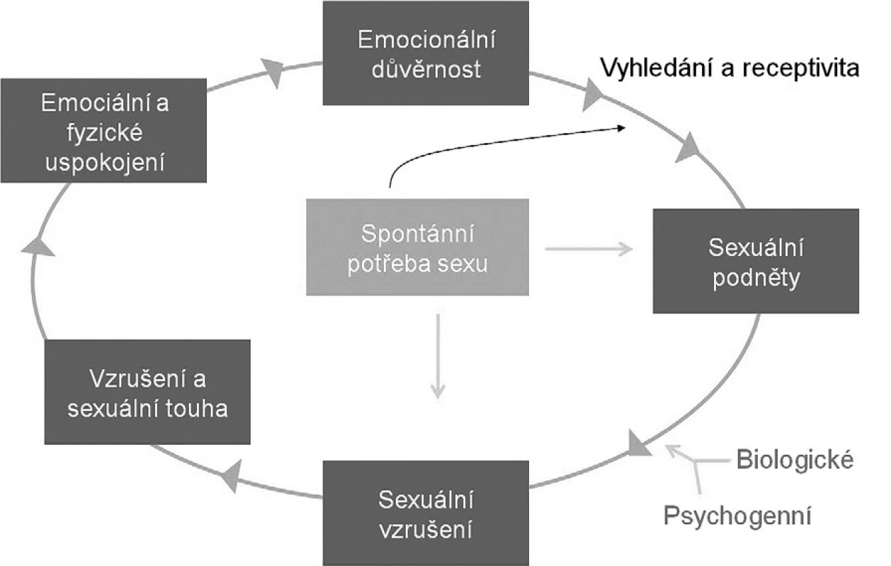 Cirkulární model ženské sexuální reaktivity (zdroj: Basson, R. Human sex response cycles. J Sex Marital Ther, 2001, 27, p. 33–43)