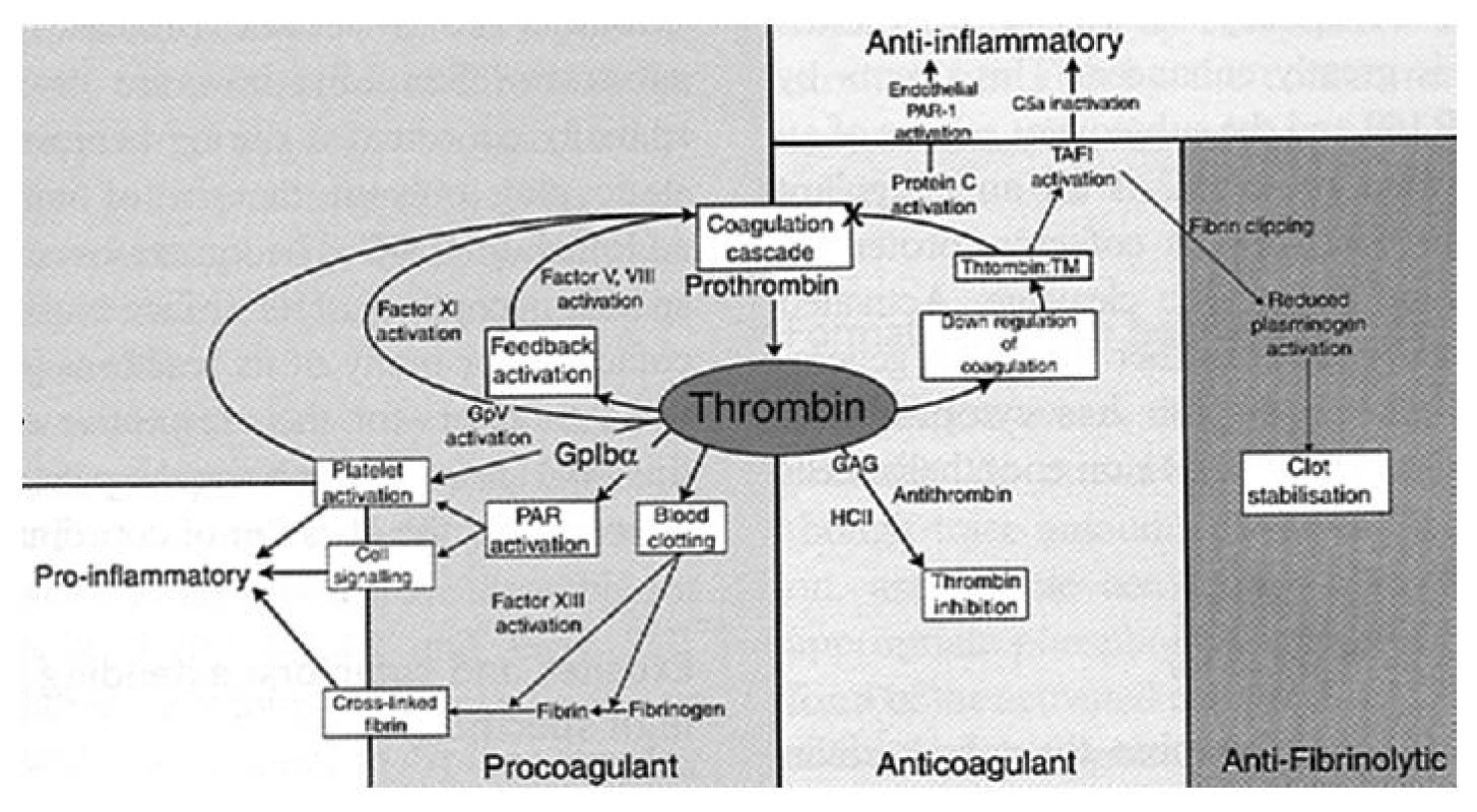 Centrální role trombinu v hemostáze (převzato z Crawley J. The central role of thrombin in hemostasis, J Tromb Haemost). Prokoagulační, antikoagulační, prozánětlivé, protizánětlivé a anti-fibrinolytické působení trombinu PAR – proteázou aktivovaný receptor, TM – trombomodulin, GAG – glykosamninoglykany, TAFI – trombinem aktivovaný inhibitor fibrinolýzy, Gp – destičkový povrchový glykoproteinový receptor, HCII – heparin kofaktor II, C5a – složka komplementu