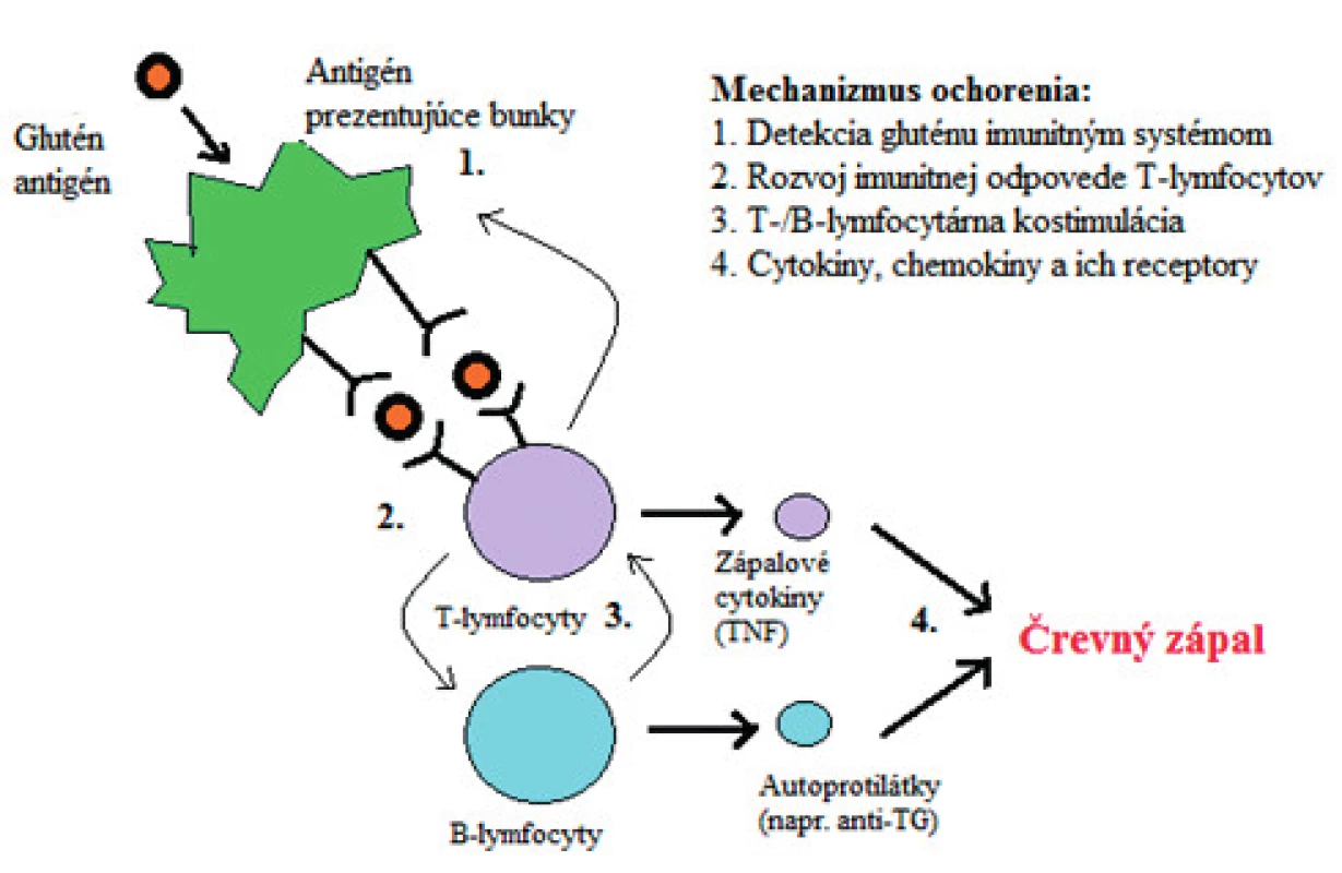 Patogenéza celiakie. Antigén prezentujúce bunky rozpoznajú lepok, čo vedie
 k vyvolaniu odpovede T-buniek, ku kostimulácii T- a B-buniek a k následnej produkcii autoprotilátok a zápalových cytokínov, čo zapríčiňuje črevný zápal.
