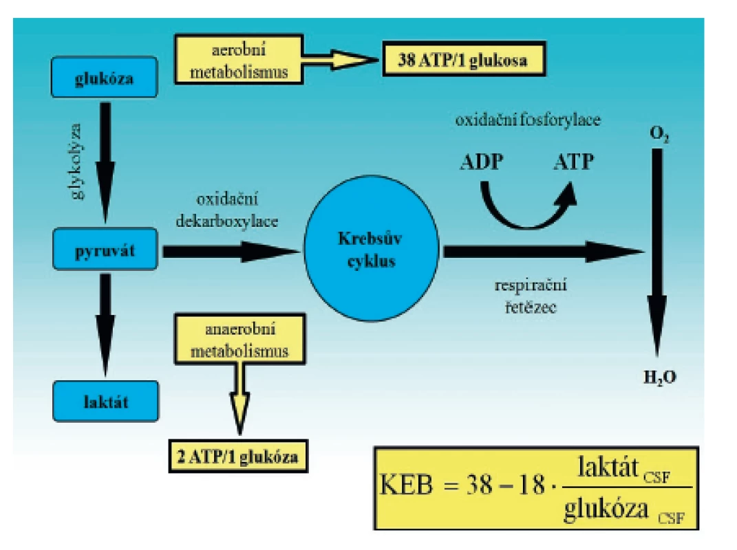 Zjednodušené schéma metabolické přeměny glukózy