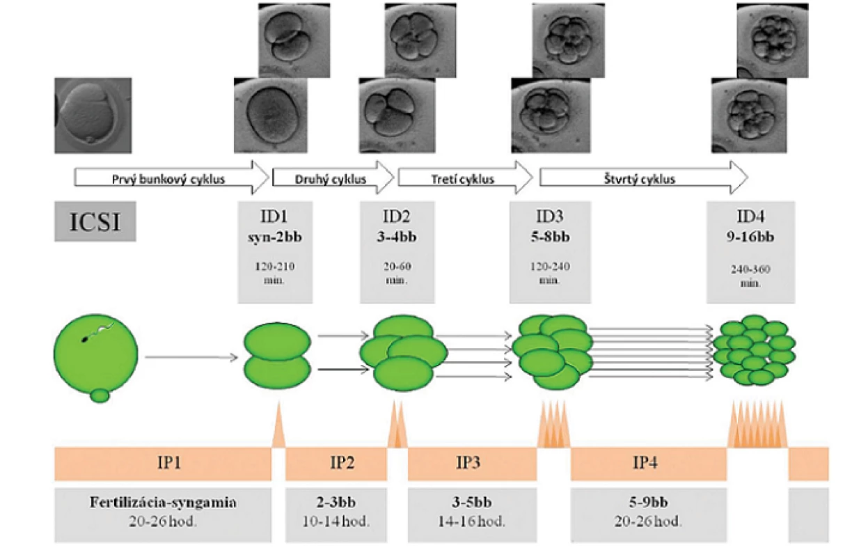 Schematické znázornenie časového priebehu a definovanie prvých 4bunkových cyklov u ľudských embryí, ktorých vývoj viedol k vzniku klinického tehotenstva. Autor obrázkov D. Hlinka