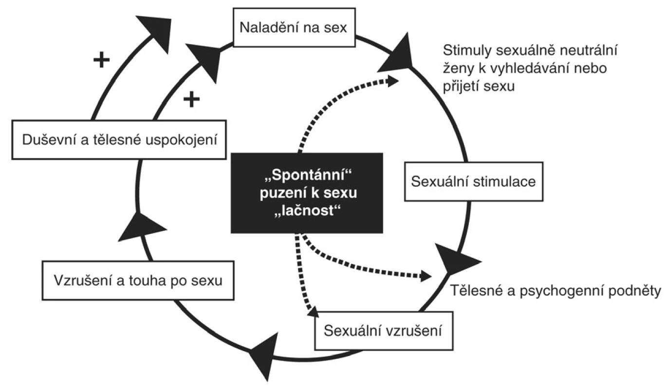 Model ženských sexuálních reakcí 3.
Podle Basson, R., et al. J Sex Marital Ther, 2001