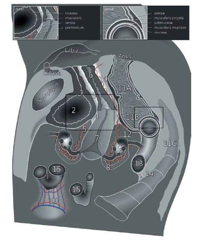 Pánevní anatomie zobrazená během transvaginálního nebo transrektálního vyšetření, včetně detailu stěny močového měchýře a rekta