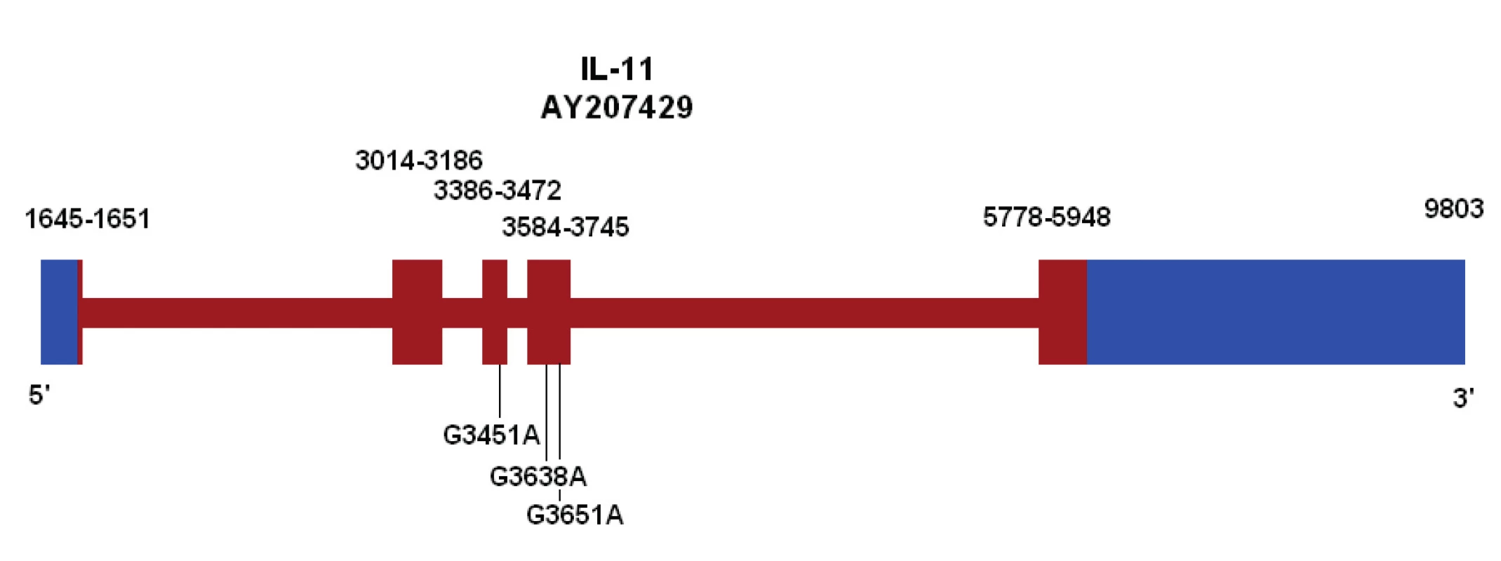 Ideogram genu pro IL-11 s vyznačením variant v exonech