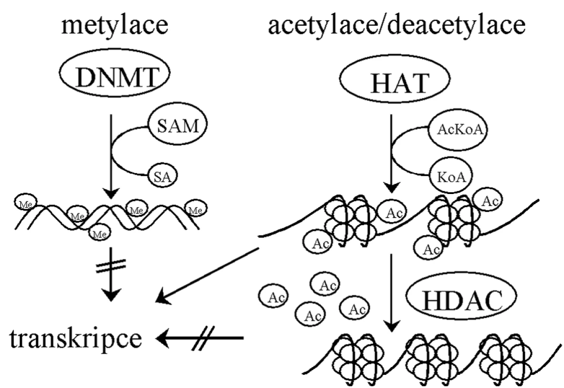 Typické epigenetické mechanismy „umlčování“ genové exprese.
DNMT – DNA metyltransferáza, SAM – S-adenosylmethionin, SA – S-adenosin, HAT – histonacetyltransferáza, AcKoA – acetylkoenzym A, KoA – koenzym A, HDAC – histondeacetyláza, Ac – acetyl.