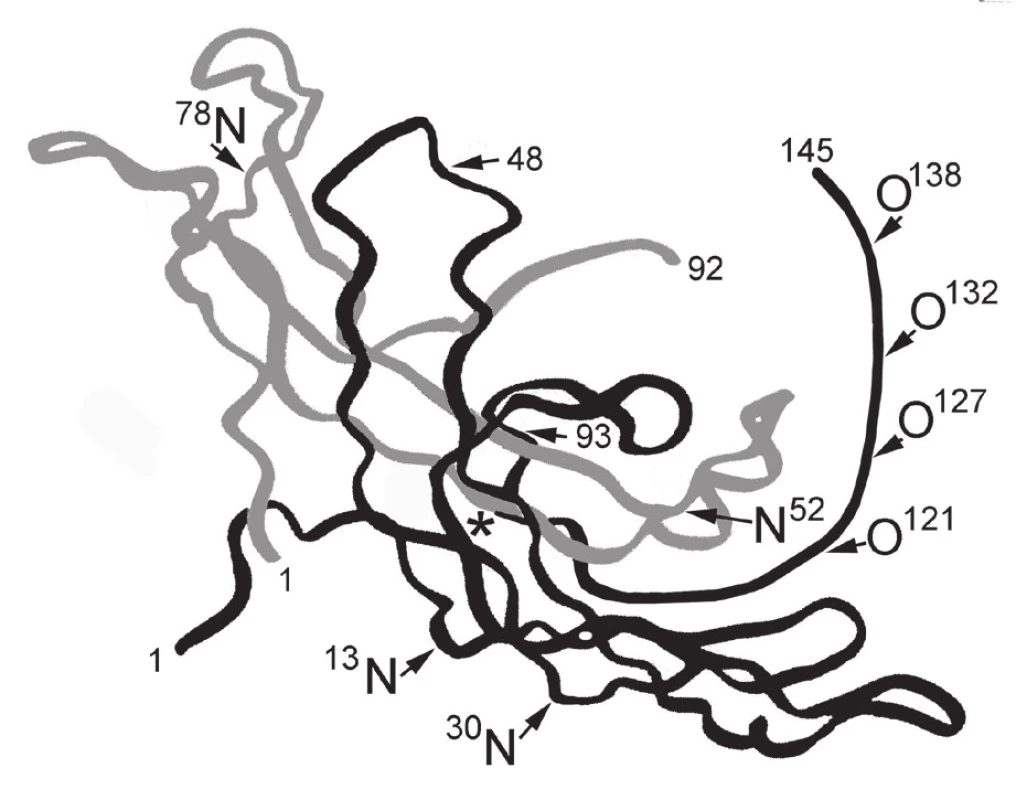 Schematické znázornění třídimenzionální struktury deglykosylovaného hCG α, podjednotka je znázorněna šedě, β podjednotka černě, hvězdička označuje cystinový uzel, kde dochází k vazbě na TGF β
Oligosacharidy: A – N-acetyl glukosamin, G – galaktóza, L – N-acetyl galaktosamin, M –manóza, S – kyselina sialová