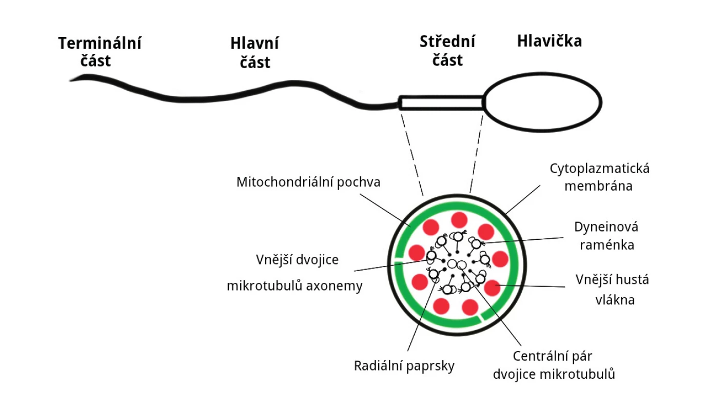 Schéma uložení mitochondrií ve spermii