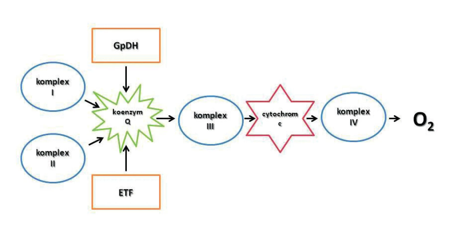Současná představa elektrontrasportního konvergentního systému na vnitřní mitochondriální membráně
GpDH – glukóza-6-fosfát dehydrogenáza; komplex I – NADH-Q reduktáza; komplex II – sukcinát-Q reduktáza; komplex III – cytochrom reduktáza; komplex IV – cytochrom oxidáza; ETF – electron-transporting flavoprotein