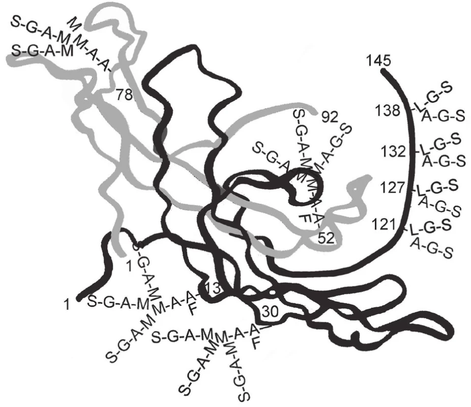 Schematické znázornění hhCG včetně O-glykanů a N-glykanů
Oligosacharidy: A – N-acetyl glukosamin, G – galaktóza, L – N-acetyl galaktosamin, M –manóza, S – kyselina sialová