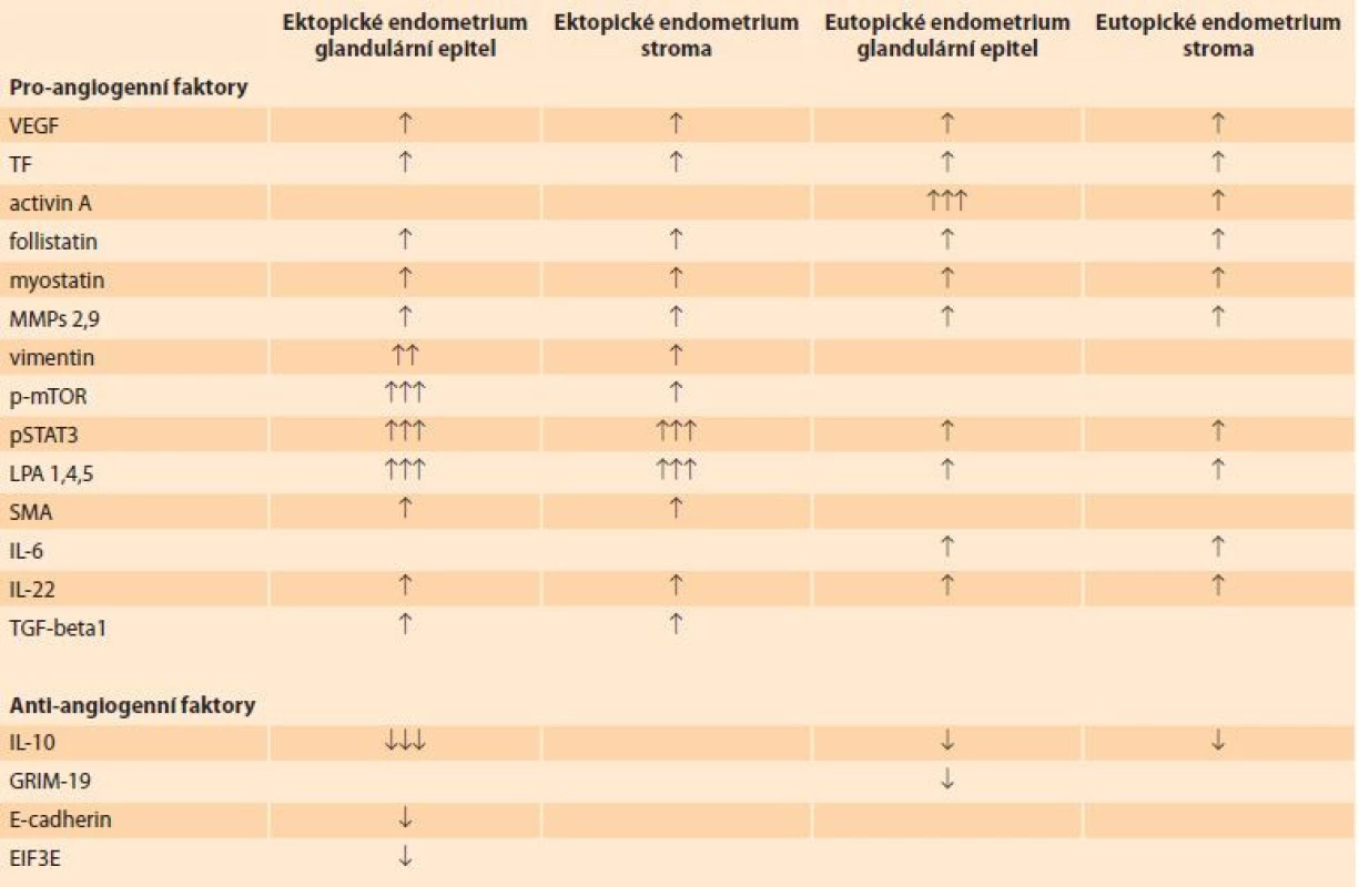 Přehled pro-angiogenních a anti-angiogenních faktorů v glandulárním epitelu a stromatu ektopického a eutopického endometria. </br> Overview of pro-angiogenic and anti-angiogenic factors in the glandular epithelium and stroma of ectopic and eutopic endometrium.