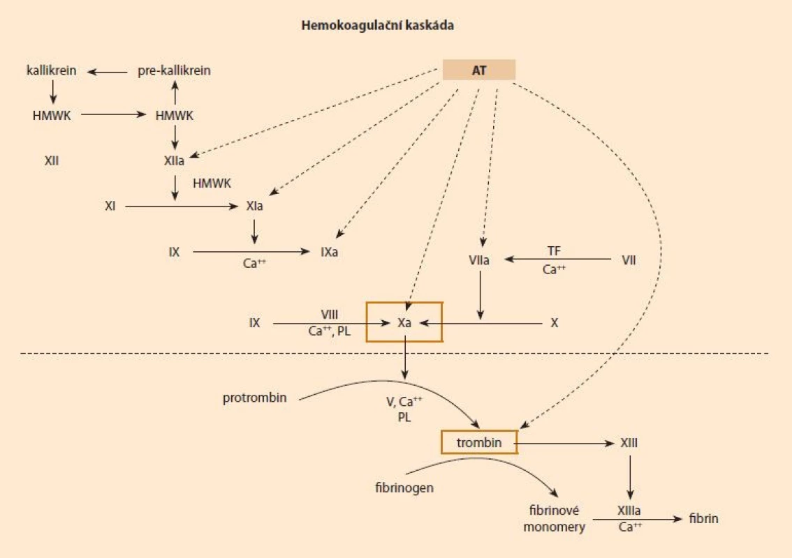 Schéma komplexní modulace hemostázy antitrombinem, klíčová místa vyznačena oranžově – trombin a FXa. </br> Demonstration role of antithrombin in blood coagulation, the key target molecules – thrombin and FXa – are in orange.
