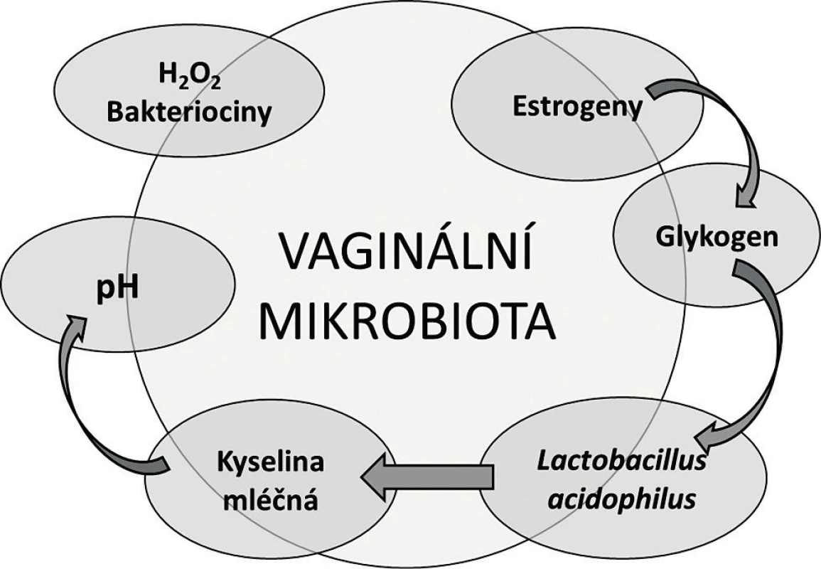 Tradiční koncept vaginální mikrobioty