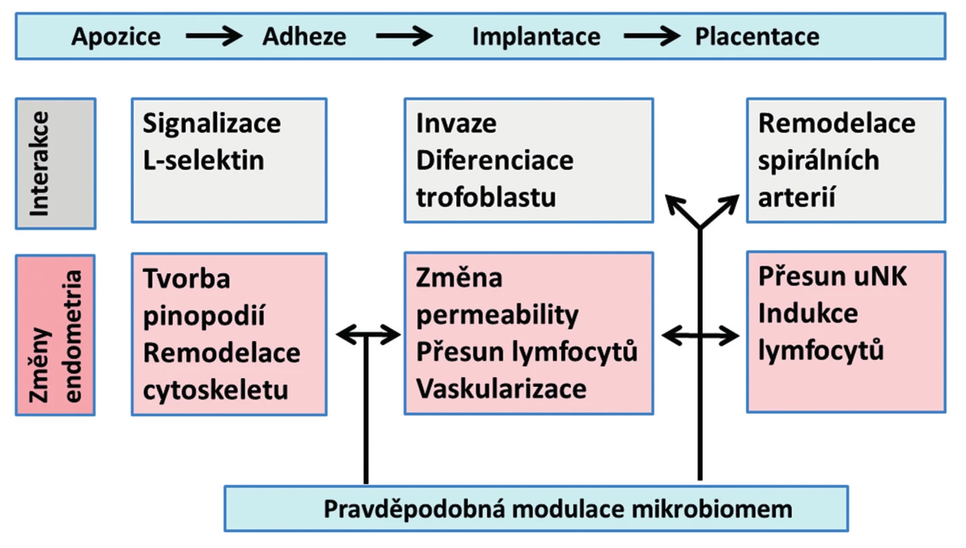 Schéma základních procesů, interakcí a změn probíhajících v endometriu od apozice blastocysty po placentaci a možný vliv
endometriálního mikrobiomu (uNK = uterine natural killers)