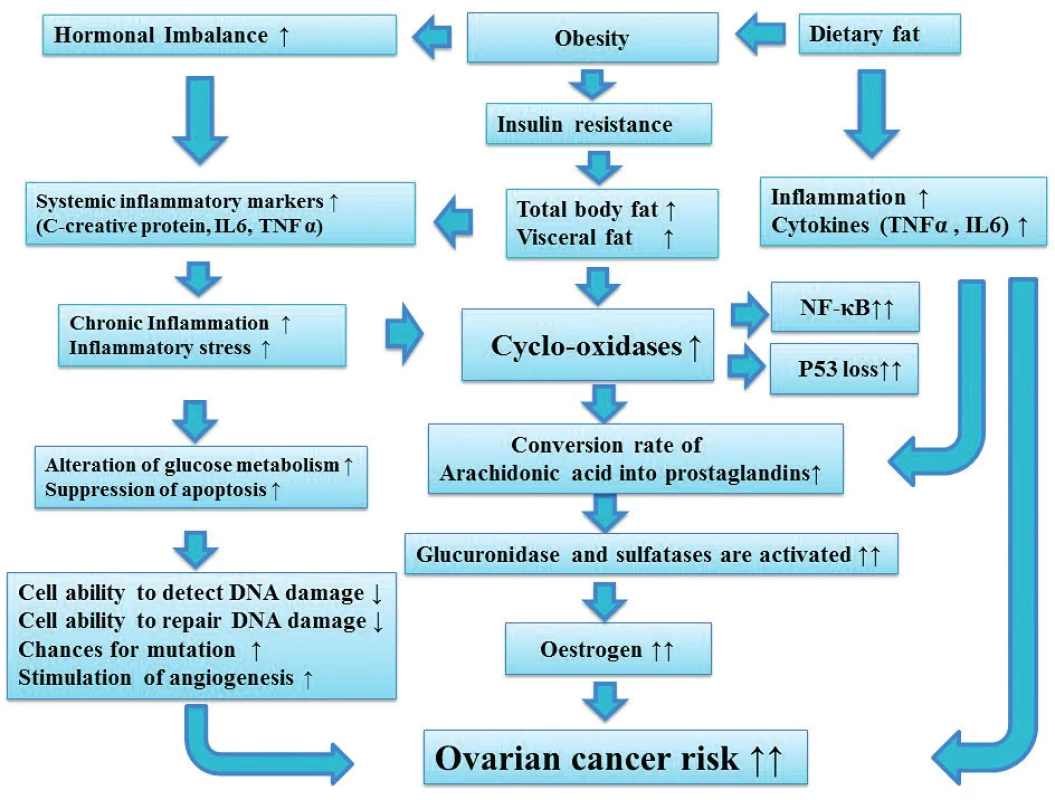  Dietary fat, Obesity, hormonal imbalance and the role of inflammation in increasing ovarian cancer risk <br> 
Chronic inflammation is associated with alteration in glucose metabolism and may increase the chances for mutation, via decreasing cell ability to detect and repair DNA damage. In addition chronic inflammation increases cyclo-oxidase enzyme which is associated with increased p53 loss and activate NF-κB. Increased cyclo-oxidase is also associated with an increased conversion rate of Arachidonic acid into prostaglandins which then leads to increased oestrogen. Increased oestrogen is associated with an increased risk of ovarian cancer. 