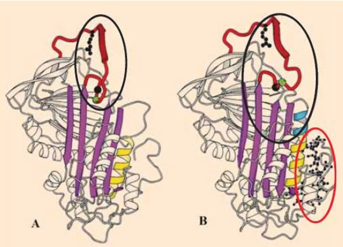 A - nativní molekula antitrombinu s vyznačeným místem pro vazbu trombinu. B – konformační změna molekuly antitrombinu po navázání heparinové (pentasacharidové) sekvence – takto je usnadněna vazba AT k trombinu. </br> A – native antithrombin molecule with reactive site in the ellipse. B – conformational change in the antithrombin molecule with the heparin (pentasacharide) bond – the thrombin linkage to AT is therefore easy to reach.