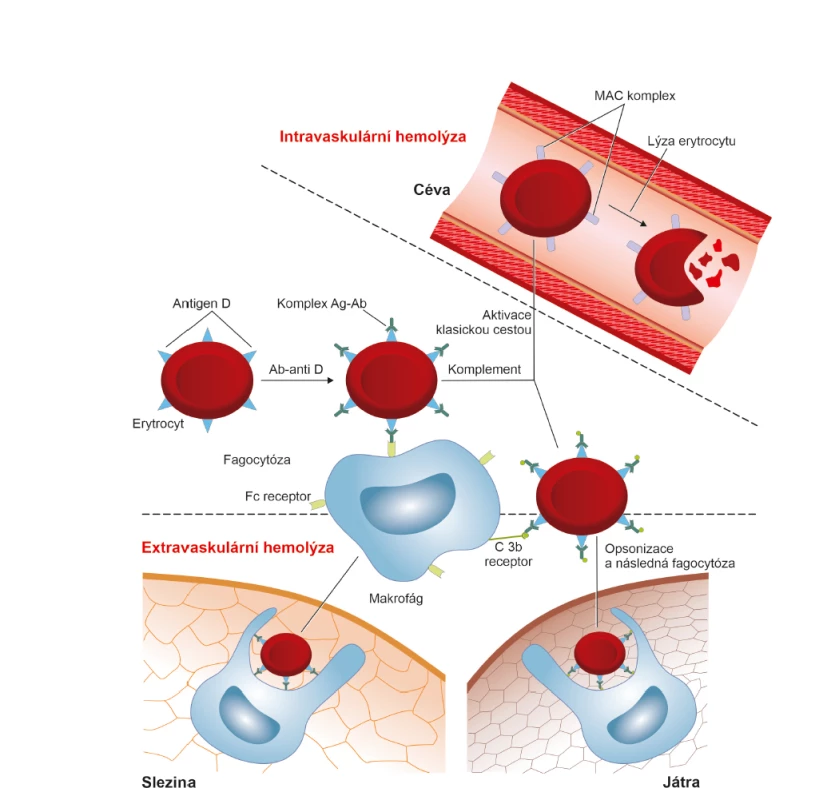 Imunologické mechanismy uplatňující se při destrukci fetálních erytrocytů