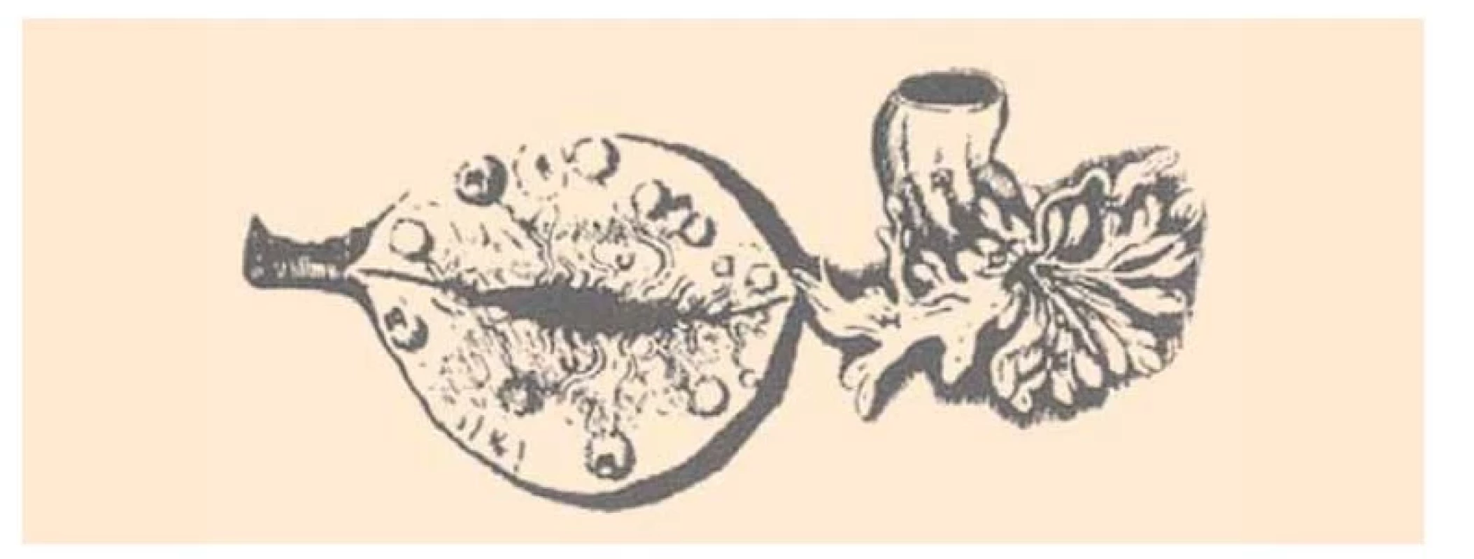 Nákres vaječníka a abdominálneho ústia vajíčkovodu z de Graafovho
diela De Mulierum Organis Generatione Inservientibus (1672).<br>
Fig. 2. Drawing of the ovary and the abdominal oviduct from de Graaf's
De Mulierum Organis Generatione Inservientibus (1672).